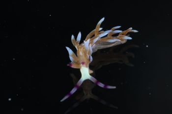 Media type: image;   Malacology 393738 Description: live specimen;